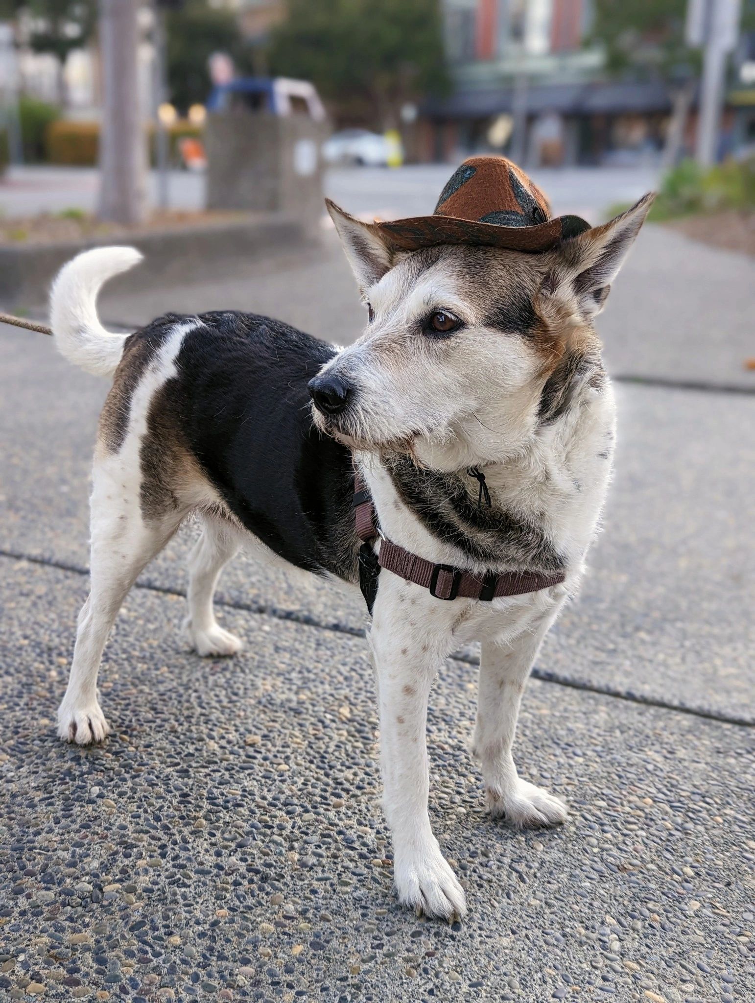 Rad the dog in his cowboy Rad Hat